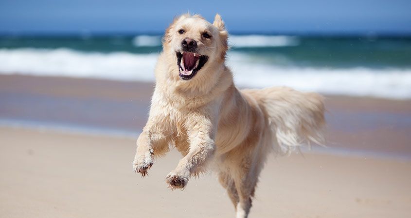 Natural-Dog-Law-2-To-dogs,-energy-is-everything