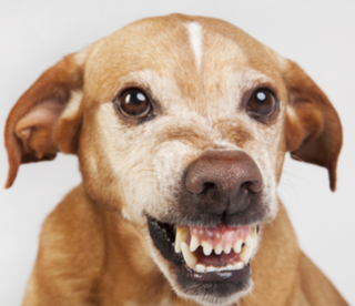 vicious_dog_0