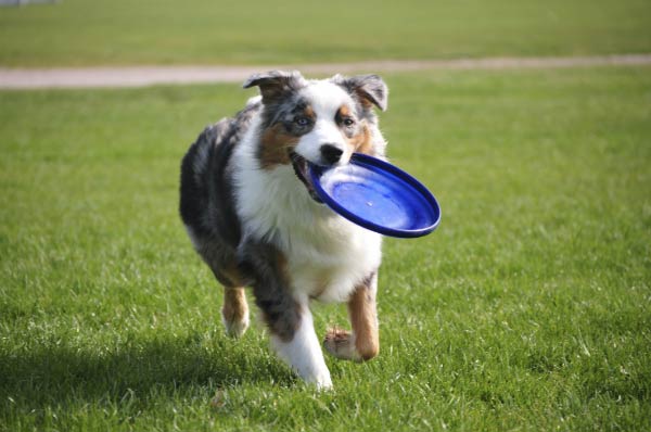 dog_with_frisbee