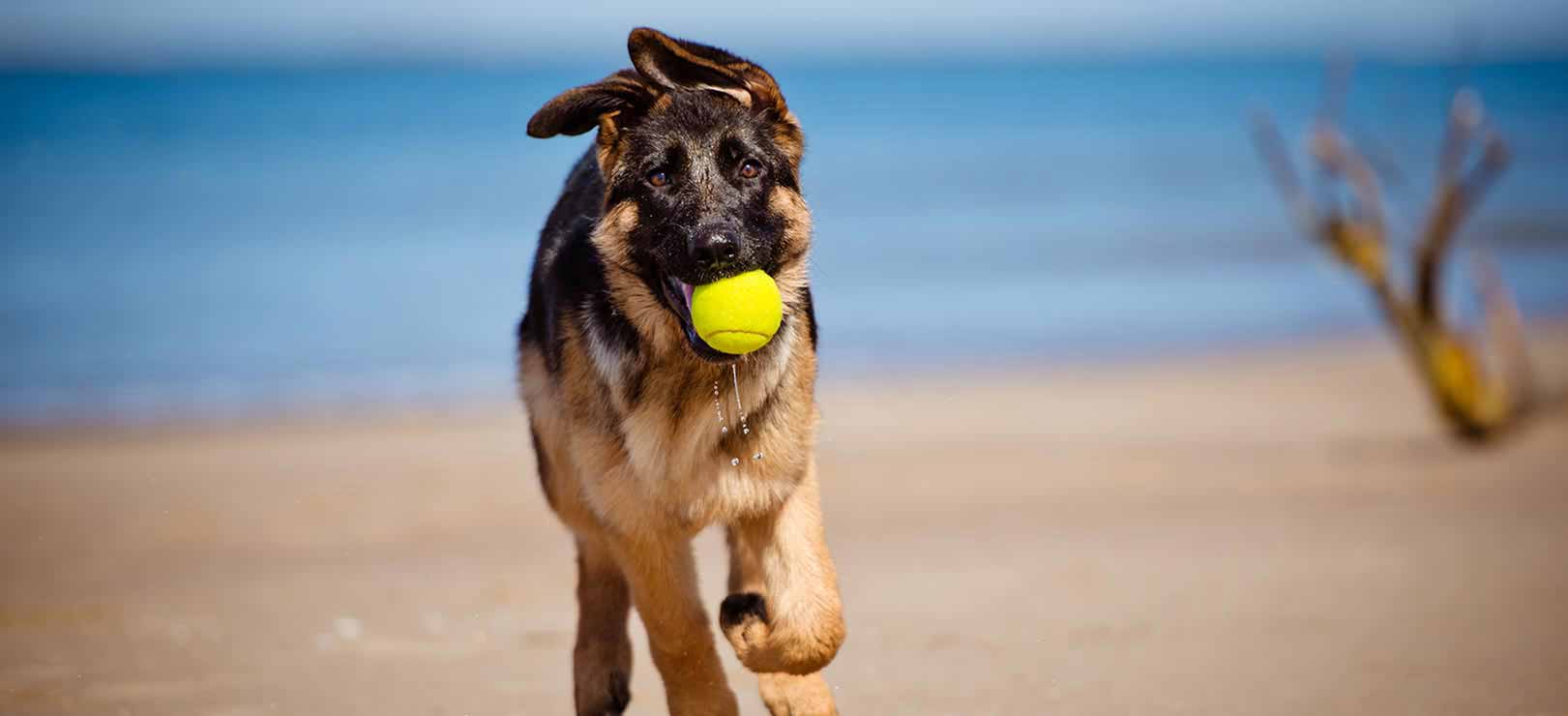 german_shepherd_puppy