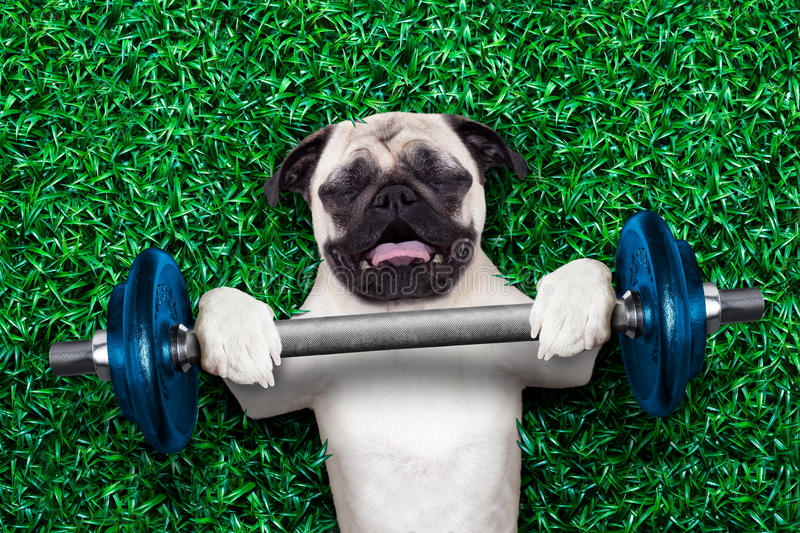sport-dog-pug-as-personal-trainer-lifting-very-heavy-dumbbell-bar-having-trouble-44389611